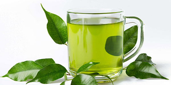 cách uống, nấu lá trà xanh tươi uống có giảm cân không