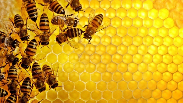 giảm béo bằng mật ong và nước ấm